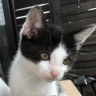 里親決定★おっとり優しいハチワレ君