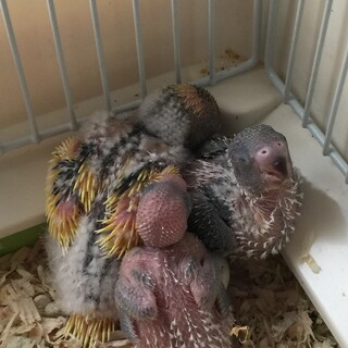 セキセイインコ雛