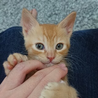 茶葉シリーズ：せんちゃくん(煎茶)