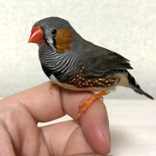 応募停止中 キンカチョウ 錦華鳥 手乗り