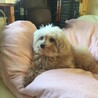 フカフカのお布団が大好き！