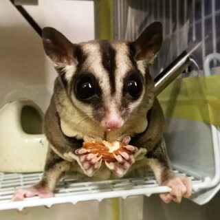 フクロモモンガの男の子(去勢済み)