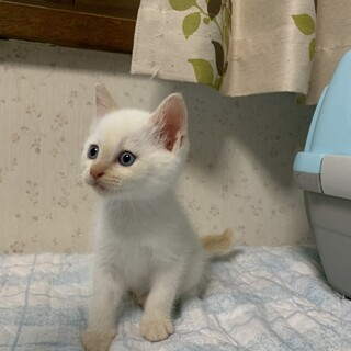 トライアル決定！わんぱく５兄弟の白猫くん♡