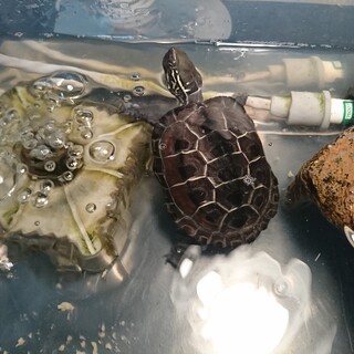 くさ亀 6㎝くらい、よく動きよく食べます