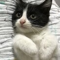 おっとりハチワレ　2ヶ月の男の子です