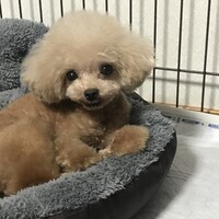 テディ