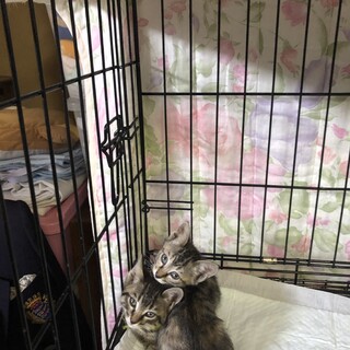 ありがとうございました★小さなキジ虎兄妹
