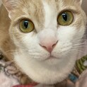 大人しいオス猫