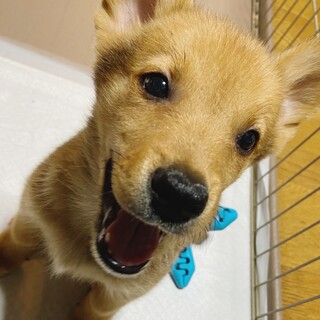 Mellow’s Pups♡Eos