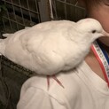 全羽、優しいご家族先が決まりました