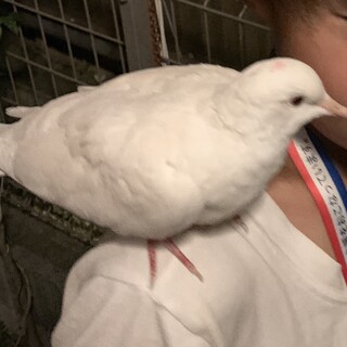 全羽、優しいご家族先が決まりました