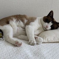 ユニ