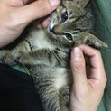 里親決定。みねこちゃん3ヶ月