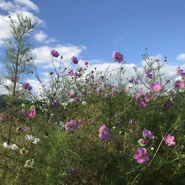 ダダさんのカバー写真