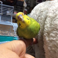 ぴーちゃん