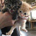 子猫の里親募集
