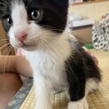ハチワレ　子猫さん　オス　とても元気
