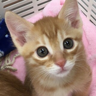 肩のり人懐っこい茶トラ男子⭐️なとり