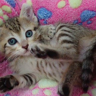 お愛想満点なドークちゃん