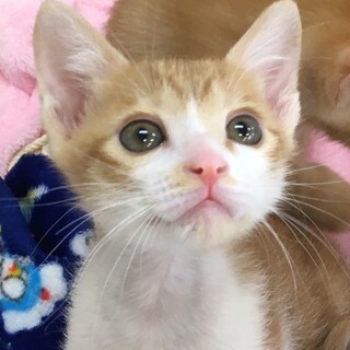 甘えん坊マイペース茶白男子⭐️なつめ