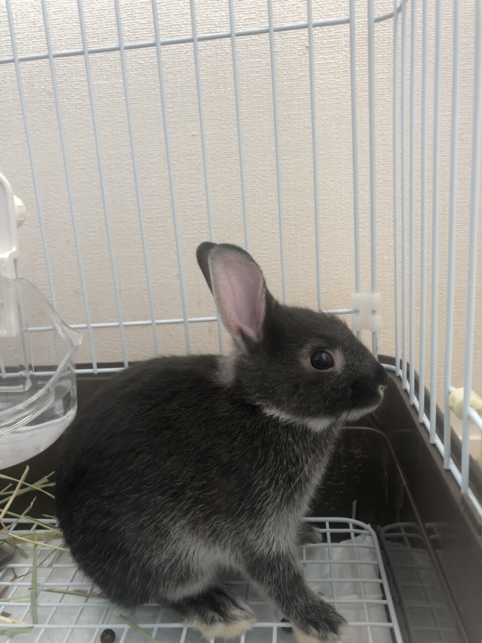 約生後2ヶ月 ネザーラ 愛知県 小動物の里親募集 ペットのおうち 月間利用者150万人