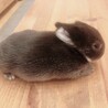＜約生後2ヶ月＞ネザーランドドワーフ サムネイル2