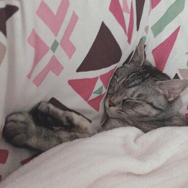 ねこさんの写真