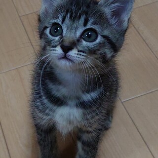 【一旦募集停止】儚げな美少女ティアスちゃん