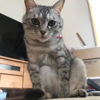 ねこさん