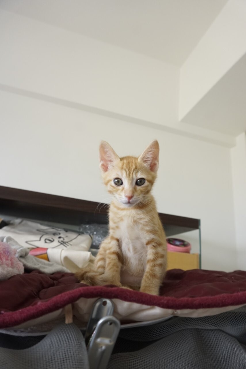 K宅４きょうだいpart 福岡県 猫の里親募集 ペットのおうち 月間利用者150万人