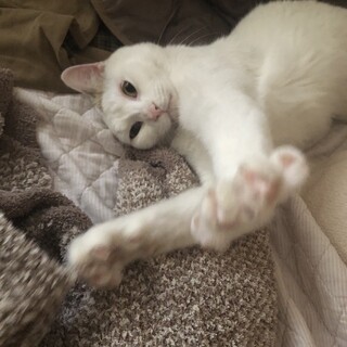 イケメン　チロくん里親募集中