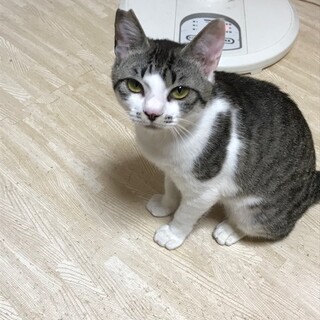 かわいい子猫です！