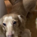 愛犬を可愛がってくれる方募集