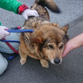 飼い主持ち込みコーギーmix