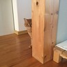 『家政婦は見た』みたいですが犬と隠れんぼ
