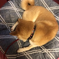 茶々丸