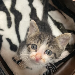 家族が出来ました♡キジ白♀☆推定1ヵ月半〜2ヵ月齢