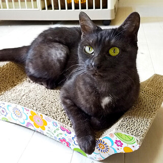 スリゴロ♪べた慣れ♥つむぎちゃん