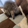 ごめん寝〜って寝ています^ ^