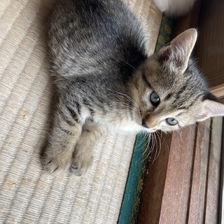 4月生まれの子猫オスメスキジトラ兄妹