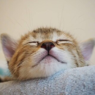 市松君と紗綾ちゃん