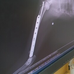 「抜糸をしてきた雉白ちゃん。」サムネイル2