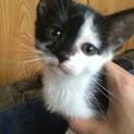 子猫の里親さん募集します