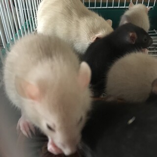 ファンシーラットの赤ちゃん5月5日生まれ♡