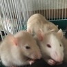 ファンシーラットの赤ちゃん5月5日生まれ♡ サムネイル2