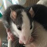 ファンシーラットの赤ちゃん5月5日生まれ♡ サムネイル3