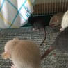 ファンシーラットの赤ちゃん5月5日生まれ♡ サムネイル4