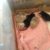 ファンシーラットの赤ちゃん5月5日生まれ♡ サムネイル5