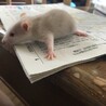 ファンシーラットの赤ちゃん5月5日生まれ♡ サムネイル6
