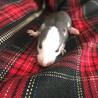 ファンシーラットの赤ちゃん5月5日生まれ♡ サムネイル7